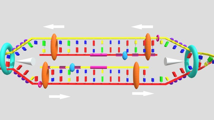 dna-replication-model 3D Model