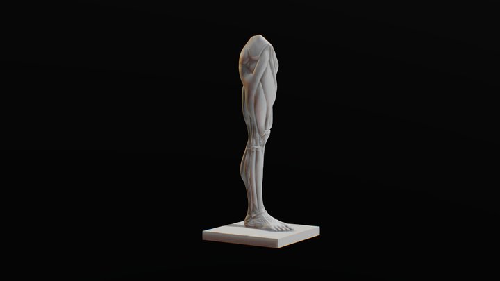 Ecorche Leg (Écorché) 3D Model
