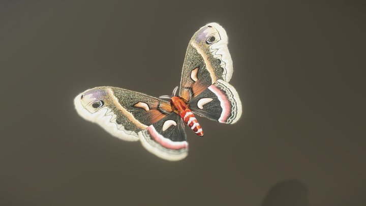 Cecropia moth – Gratis 3D-model STL