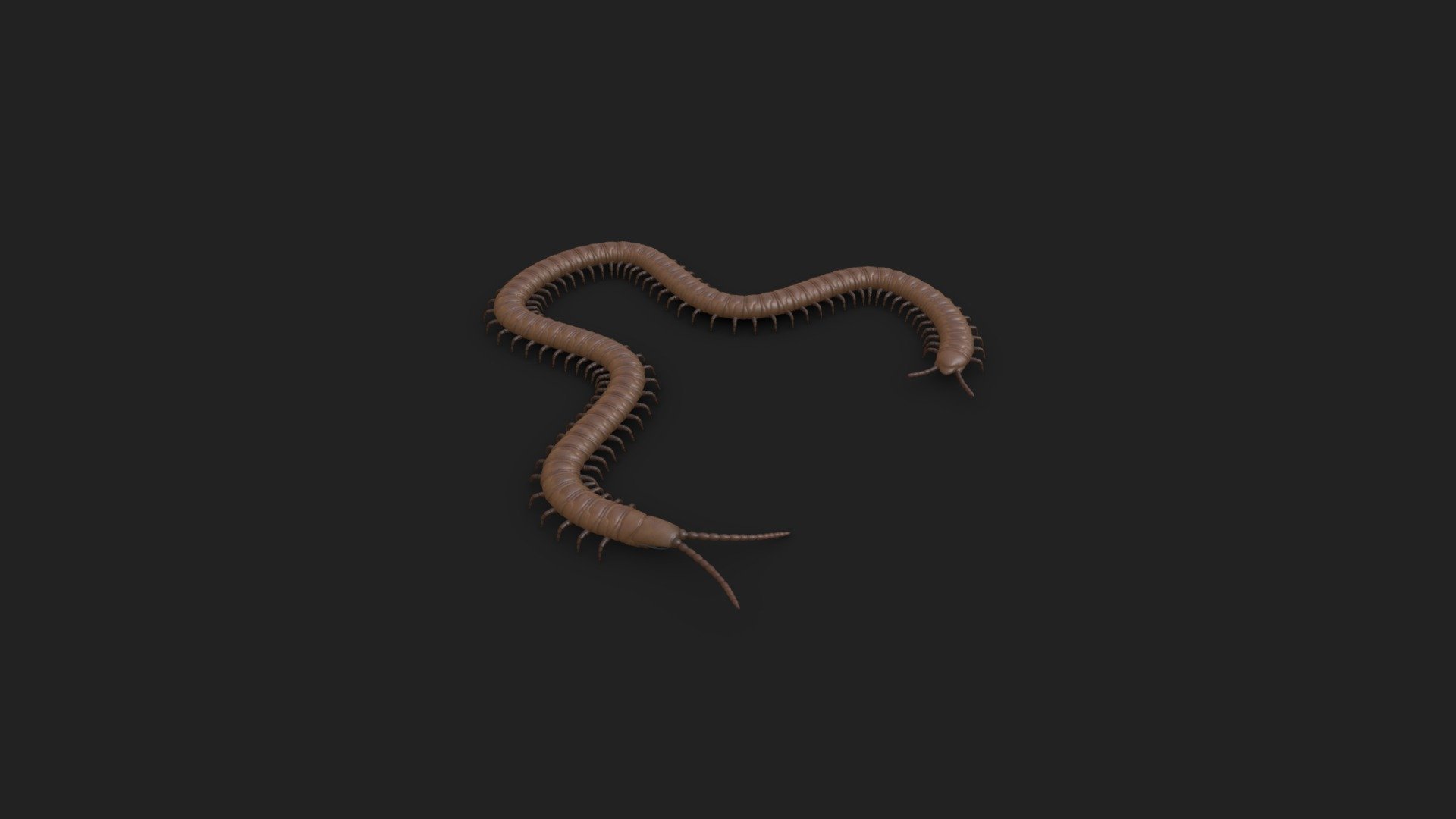 Geophilus spec. — Sketchfab embed 3D viewer