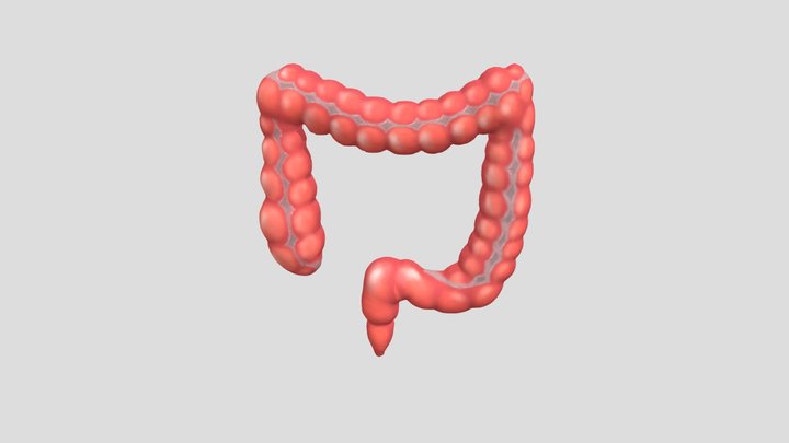 Usus Besar 3D Model