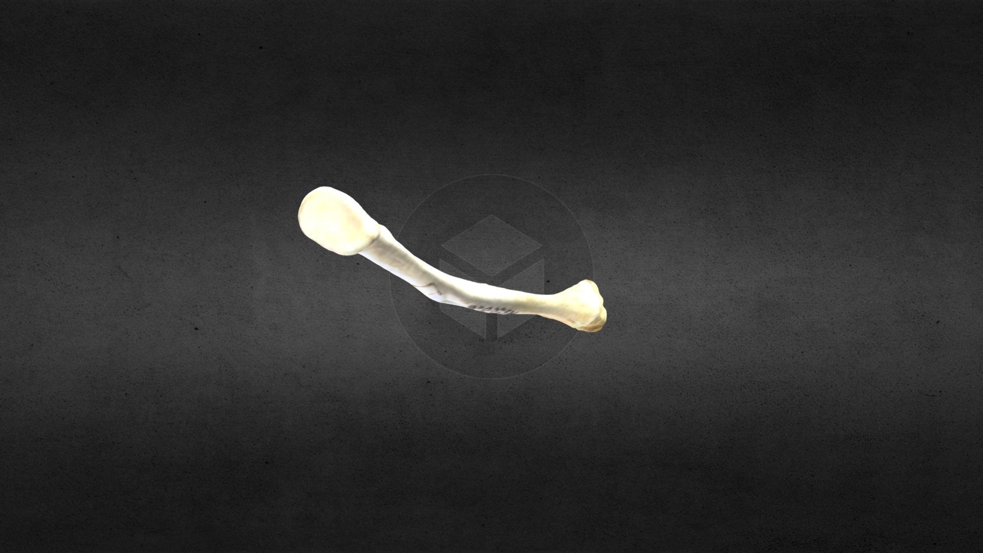 MSCC026 Castor canadensis Left Radius