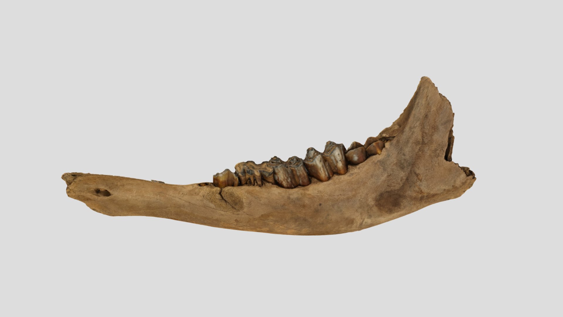 Ice Age Bison Mandible with Pathology - 3D model by Jangojips [6ef8548 ...