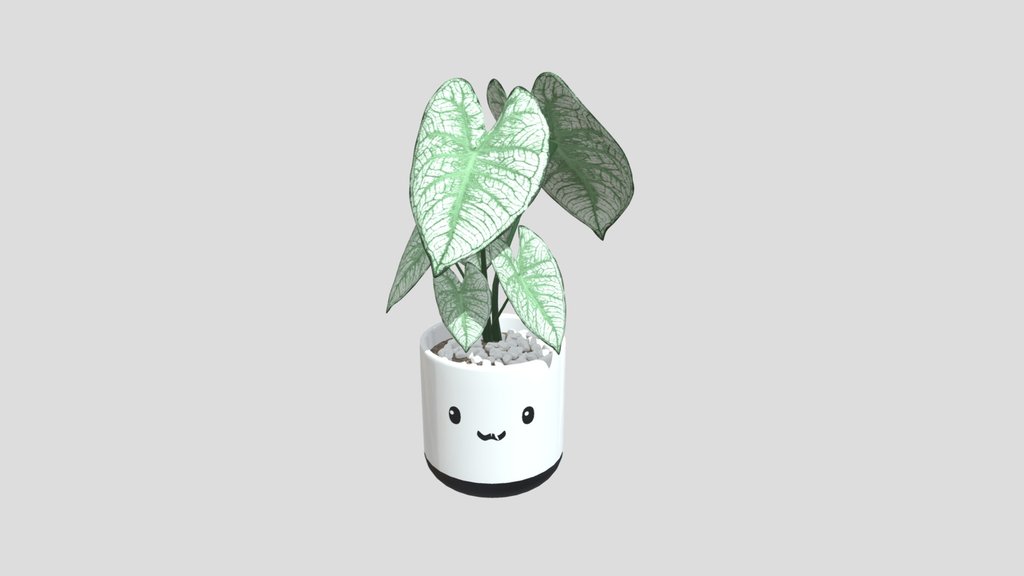 Translucent Caladium Plant Cute Pot