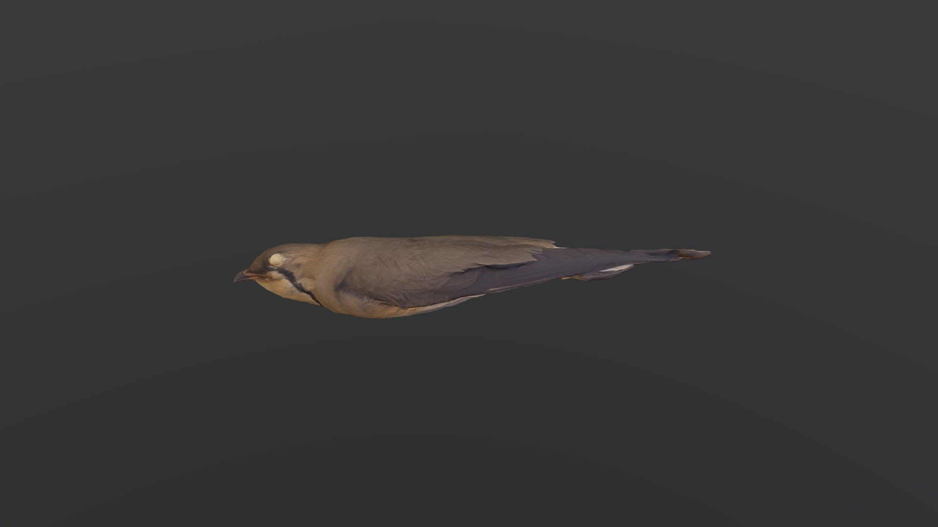 Oriental Pratincole - Glareola maldivarum