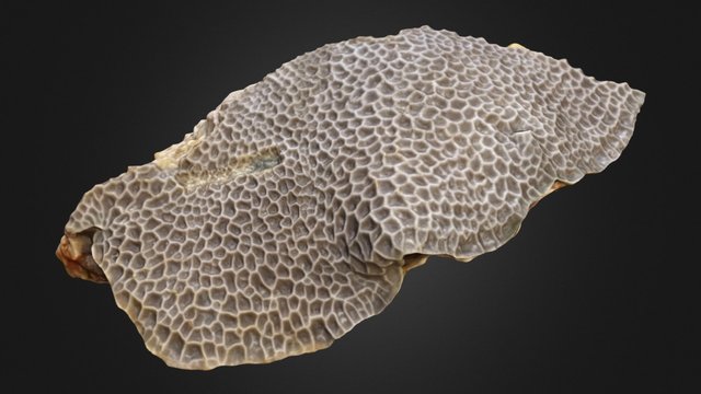 Gardineroseris planulata fresh sample 3D Model