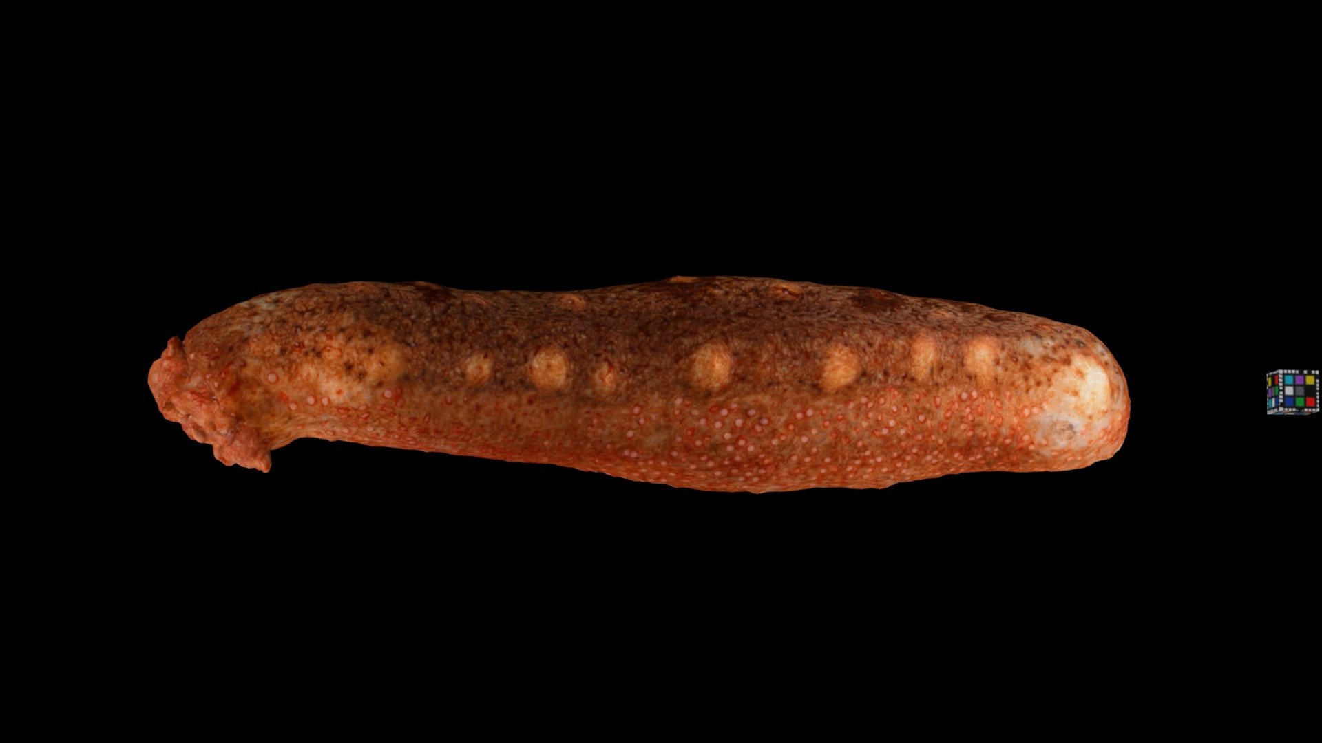 アカナマコ Sea Cucumber, Apostichopus japonicus