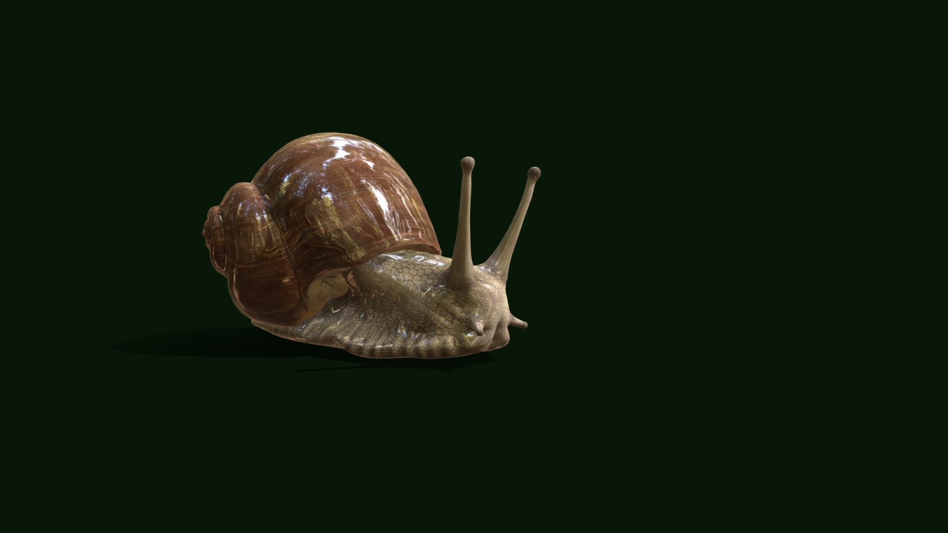 Basical_snail