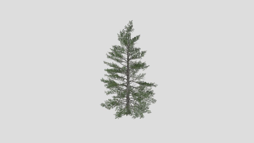 Tree Siberian Pine A4