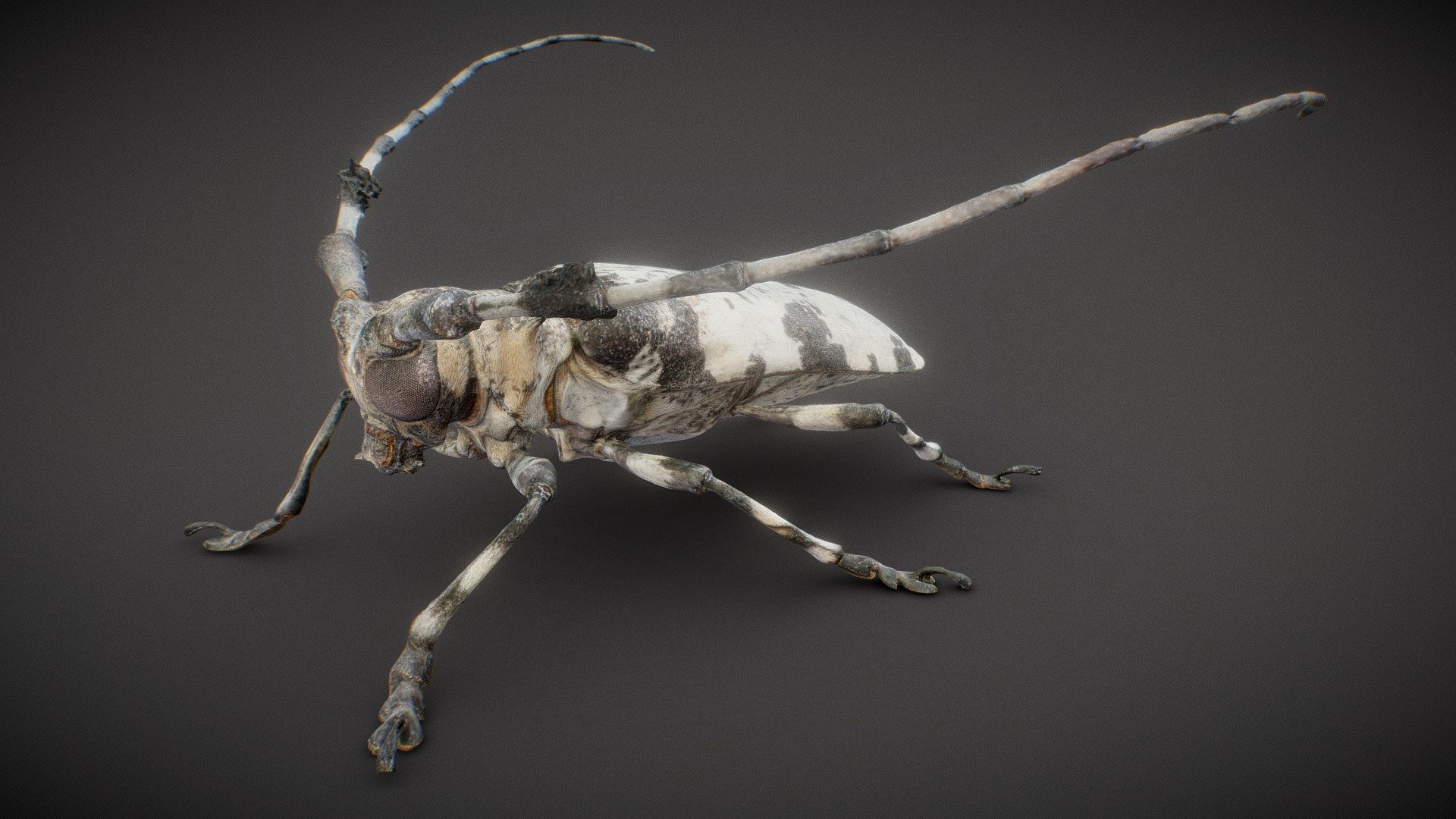 Boktor - Buy Royalty Free 3D model by Polygonal Miniatures (@Polygonal ...