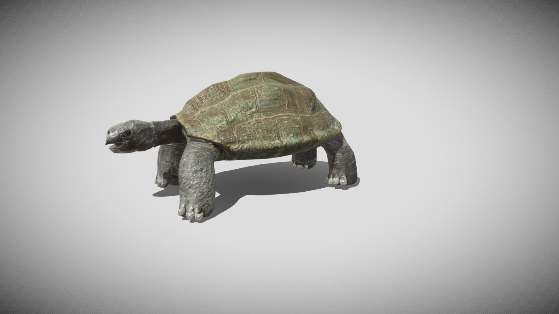 3D model Tortoise - This is a 3D model of the Tortoise. The 3D model is about a turtle on a white background.