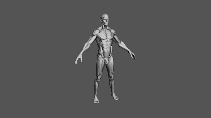 Male Figure Planes WIP 3D Model