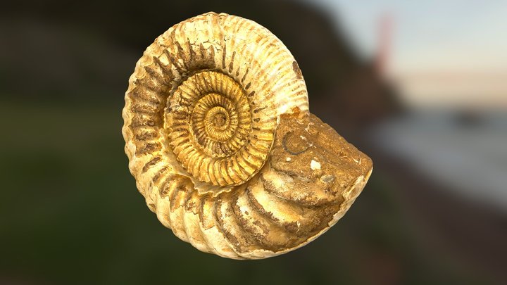 Large Ammonite Fossil 3D Model