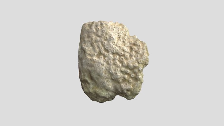 Sarcinula coral fossil, Läänemaa, Estonia 3D Model