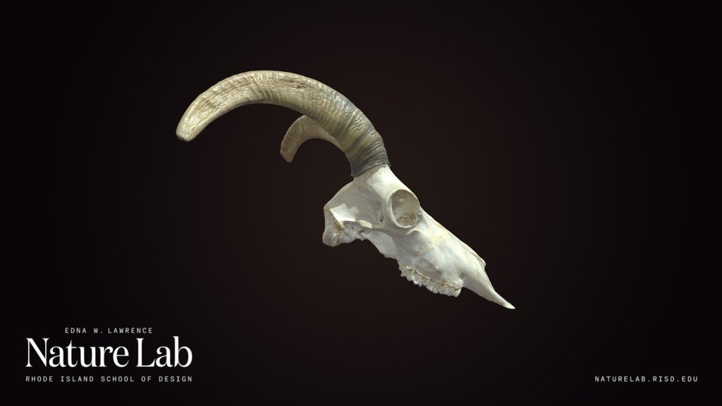 Sheep with horns