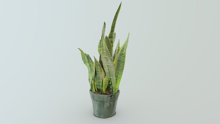Snake plant scan LOWPOLY