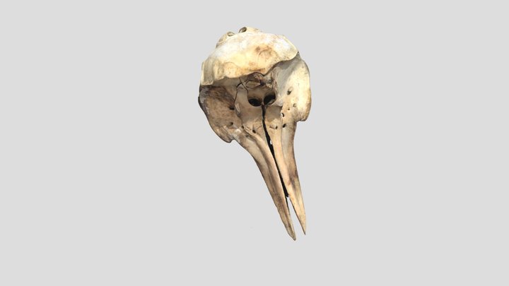 スジイルカ 3D Model