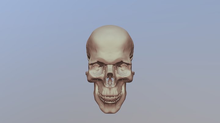Skull 2018 12 03 3D Model