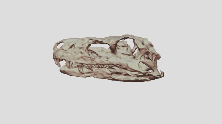 Herrerasaurus 3D Model