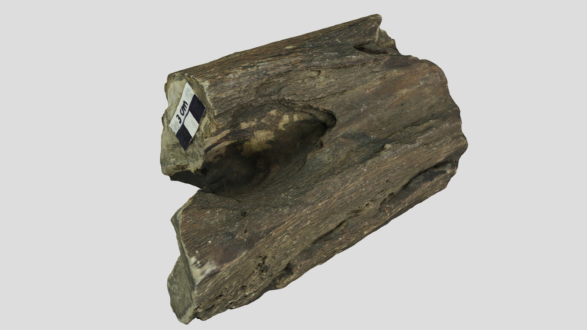 Petrified wood, USA