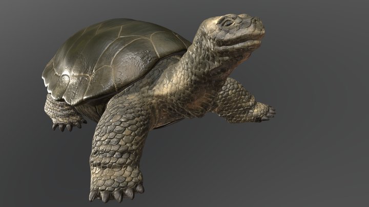 Ancient Turtle 3D Model