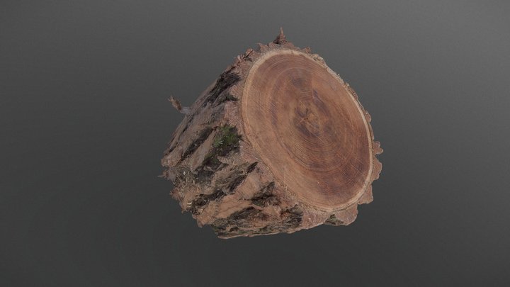 Thick bark Willow log 3D Model