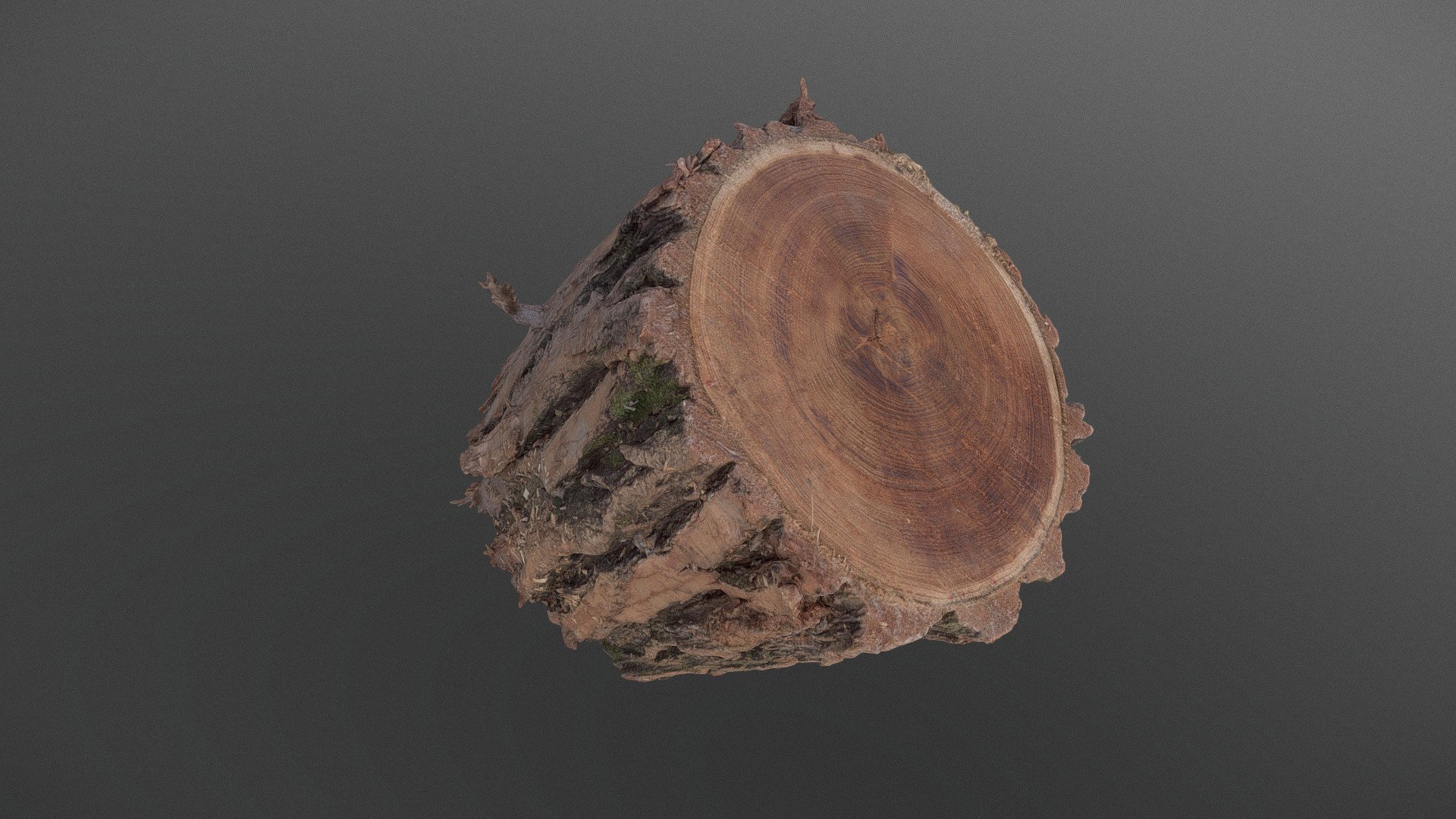 Thick bark Willow log - Buy Royalty Free 3D model by matousekfoto ...