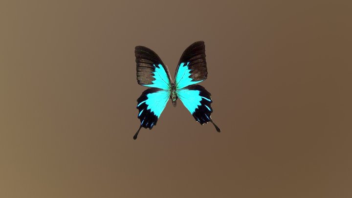 Animated Butterfly 3D Model