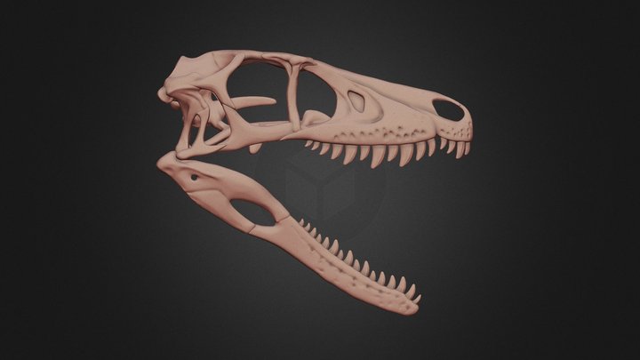 Acheroraptor skull 3D Model