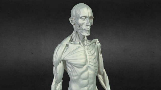 Male Anatomy Statue 3D scan 3D Model