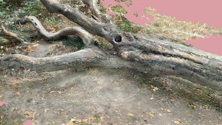 Fallen Tree, Greenwich Park. iPad 3D Model