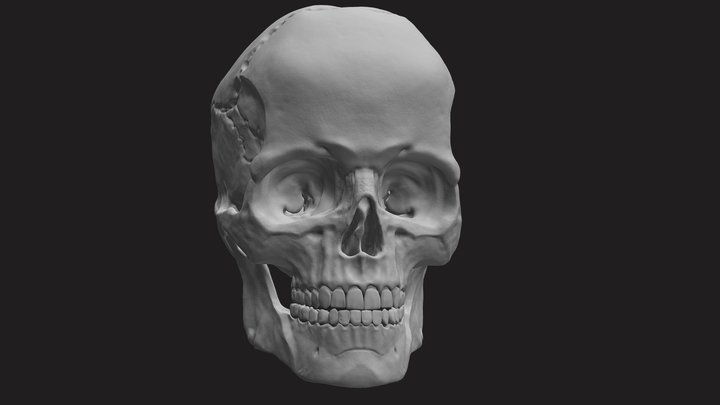 Human male skull - Downloadable 3D Model