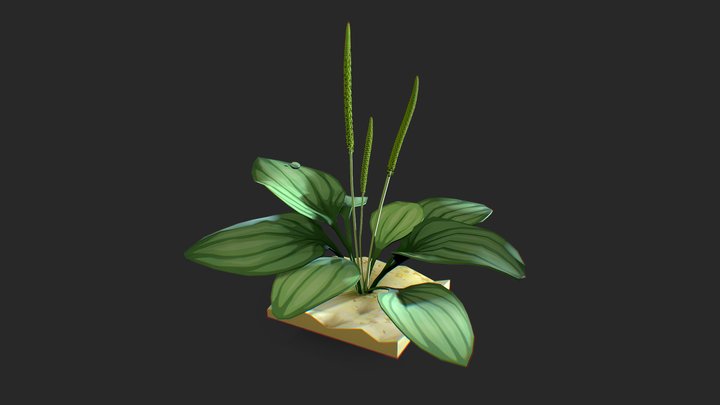 Plantago_daily_draft 3D Model