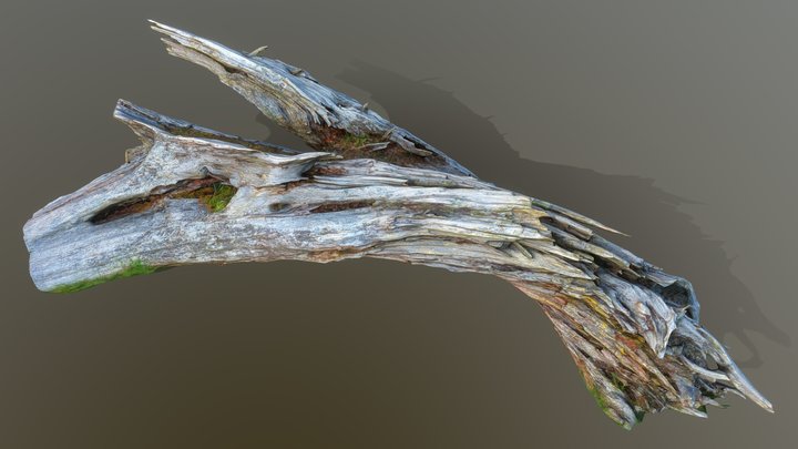 Photogrammetry of a Stump by the Shed 3D Model