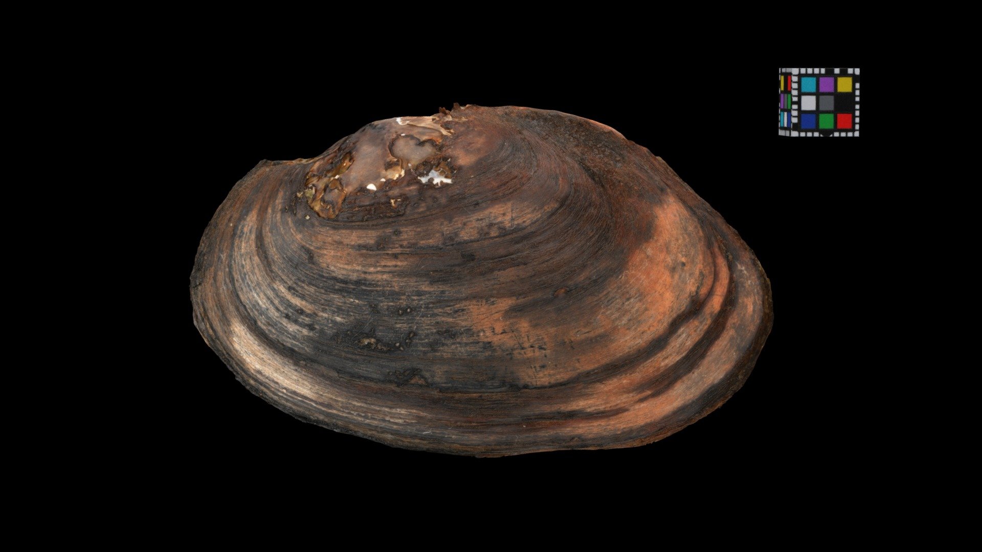 キタノタガイ Pond Mussel, Beringiana gosannensis