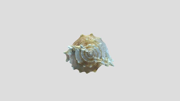 Common frog shell (Bufonaria rana) 3D Model