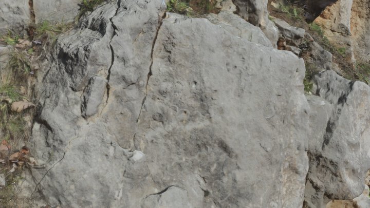Le Ippuritidi 3D Model