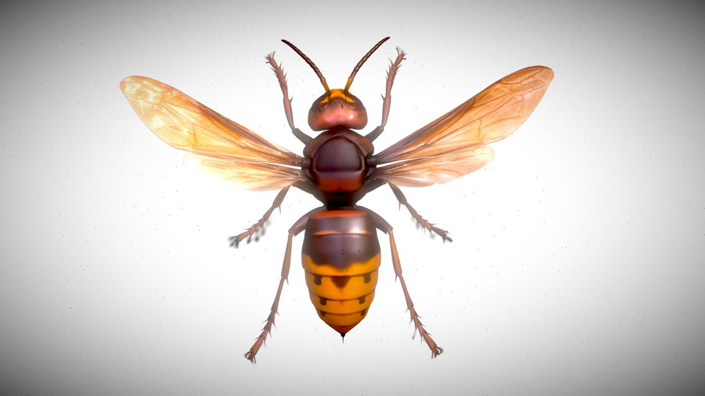 Vespa Crabro Germana