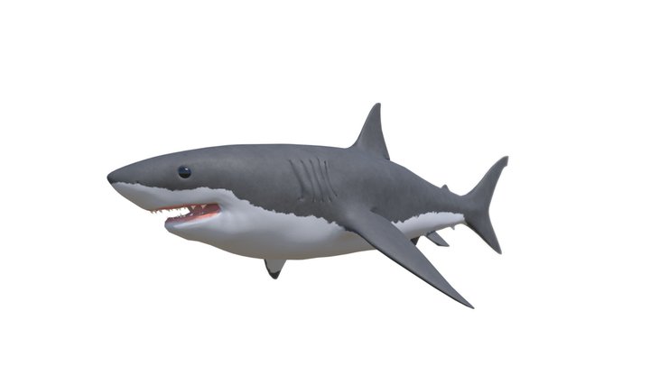 Great White Shark low/medium poly 3D Model