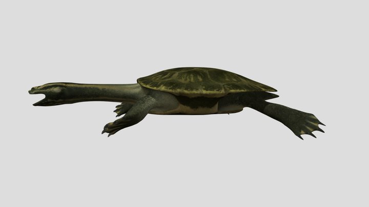 Sahonachelys Accurate Rigged 3D Model