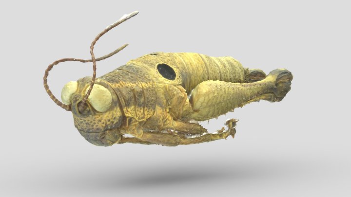 Grasshopper (O. perspicillata) - Cuyabeno, ECU 3D Model