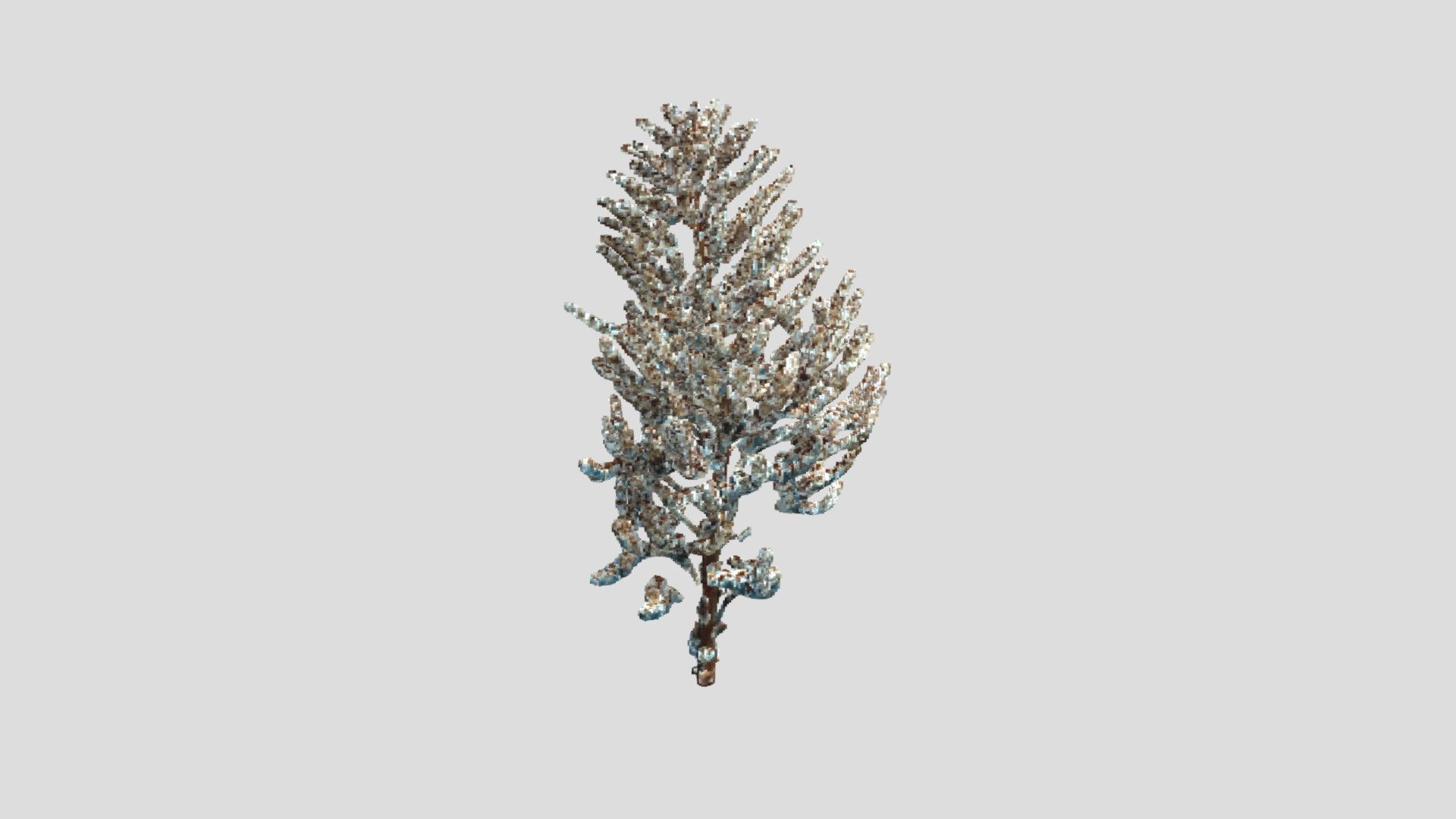 Cactus flower (voxelized)
