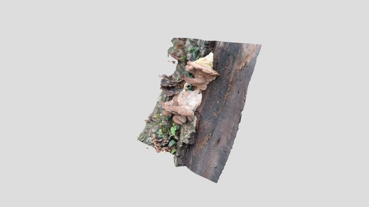 Oak Mazegill – Modello 3D gratuito STL
