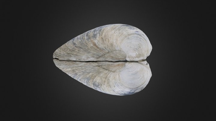 Bivalve: Mercenaria mercenaria (PRI 76728) – Modelo 3D gratuito STL