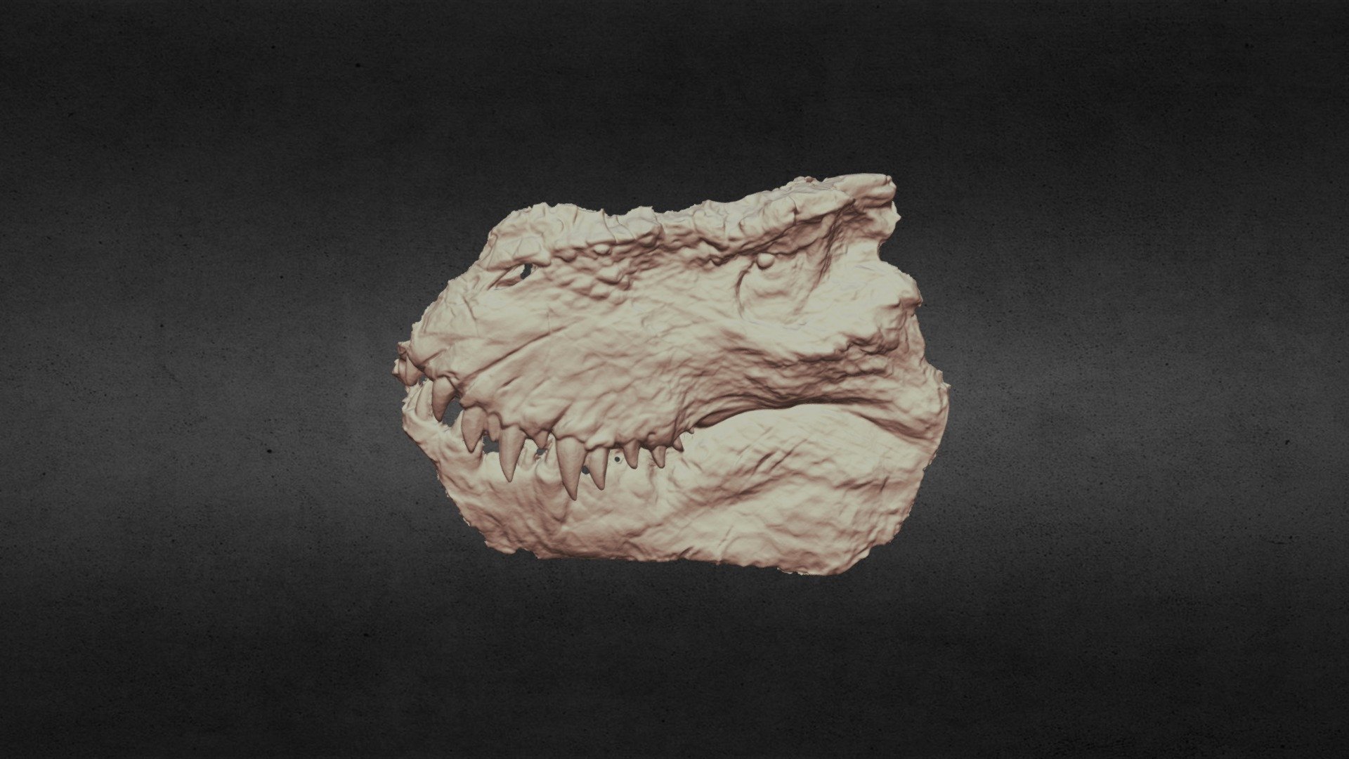 恐龙皮/dinosaur skin