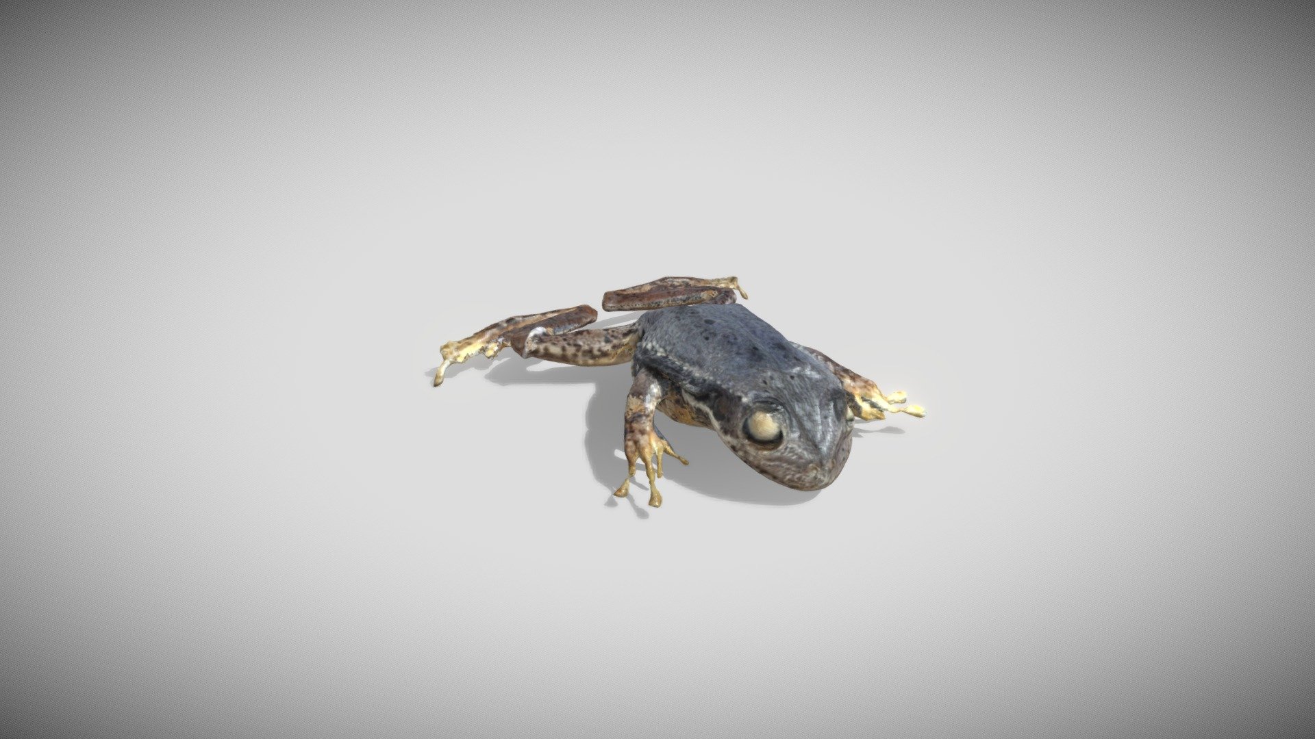 Rana Curada Deber 3 - 3D model by Natalie.ls [6f68a7b] - Sketchfab