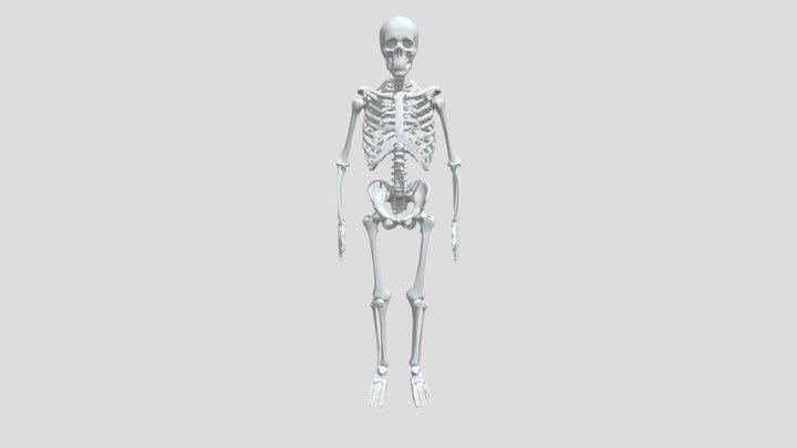 Melva Mitchell Fort Worth  Skeleton 3D Model