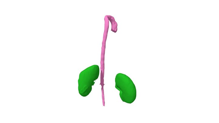 Aorta and Kidneys 3D Model