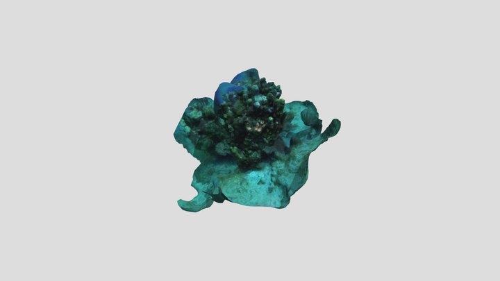 Dots Hotspot Pillar Coral 1 3D Model
