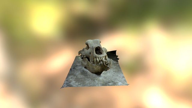 Teschio 3D Model